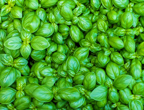 istock Close up of basil growing (Ocimum basilicum) 1308894168