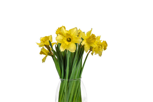 istock Bunch of Daffodils in vase. Easter and spring cut flowers. 1308894382