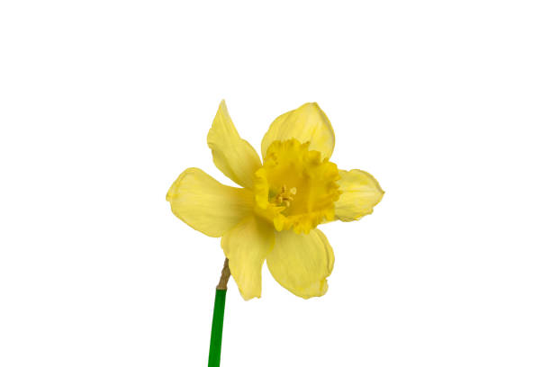 istock Daffodil or Narcissus isolated on white. Easter flower. 1308894383