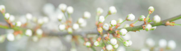 Blackthorn flowers and buds in early spring.