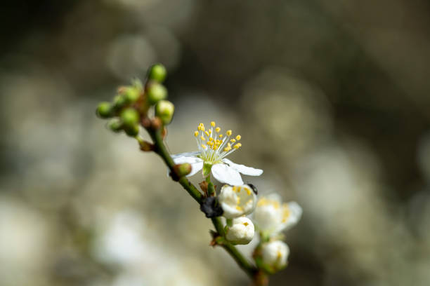 Common boneset along a hiking trail in Ontario.