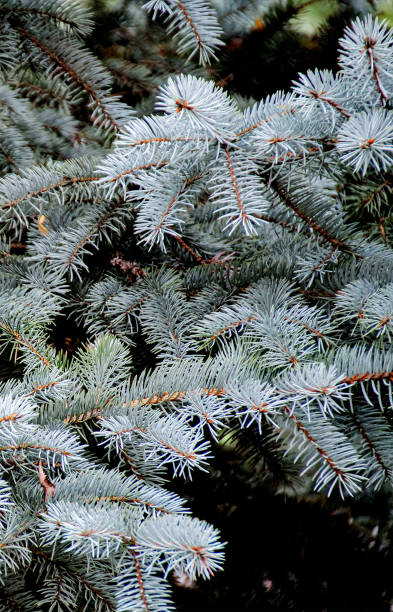 istock Branches of blue spruce, background for the mobile phone workspace. 1308900955