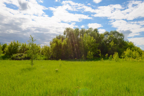 istock Summer landscape with a green clearing, trees and a blue sky with clouds 1308901681