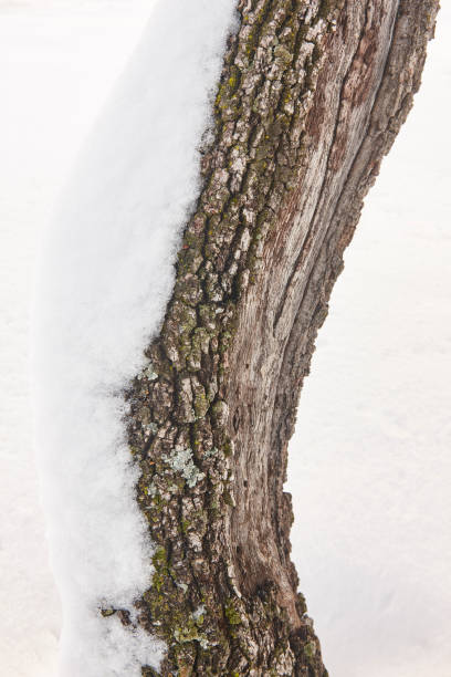 istock Tree trunk detail covered by snow. Winter time 1308901725