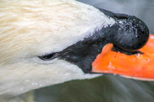 Close-up on a swan stock photo