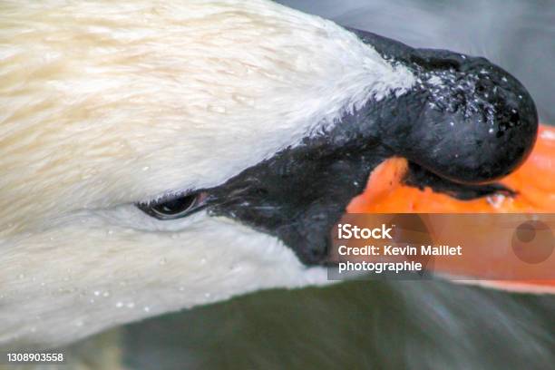 Closeup On A Swan Stock Photo - Download Image Now - Animal, Animal Body Part, Animal Eye