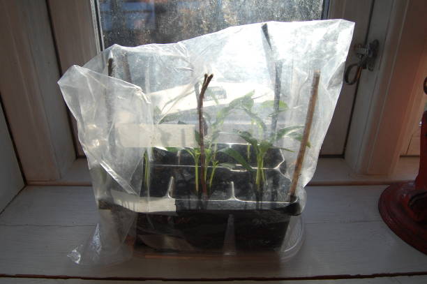 Some very small bell pepper plants are growing under a plasticbag for protection against the cold. The plants stand indoors in a germination tray and in a window to keep the seed leaves warm. small plastic bag stock pictures, royalty-free photos & images