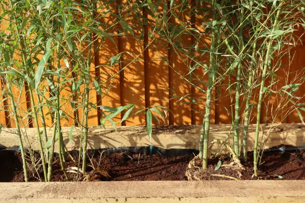 Close up of green bamboo stems growing next to each other in a wooden planter, trough or raised bed made from wooden railway sleepers. Cast shadows. Outdoors on a sunny spring day.