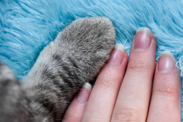 istock Cat paw and human hand on blue carpet 1308909160