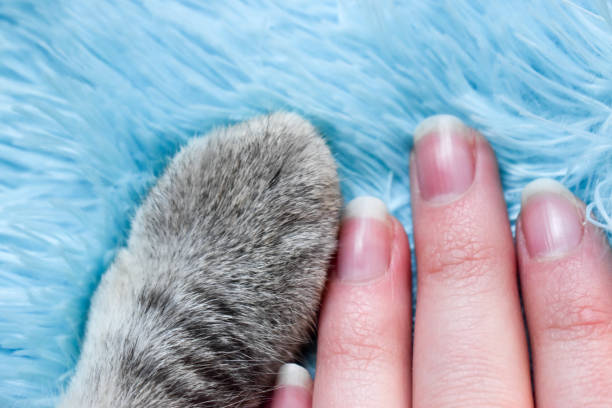 istock Cat paw and human hand on blue carpet 1308909647