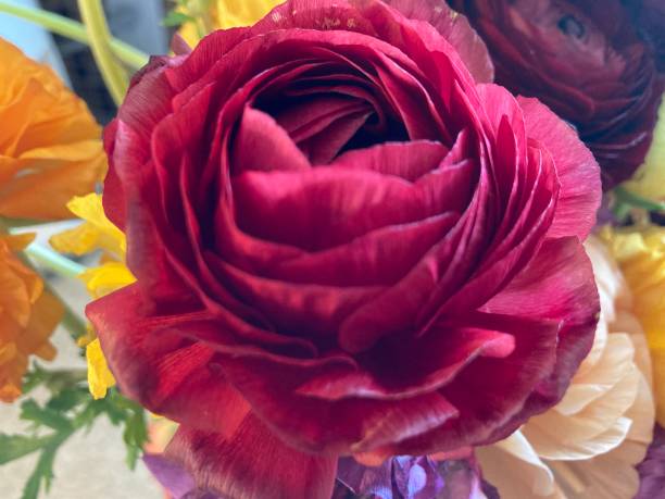 istock A bright red peony in the boquet 1308909775