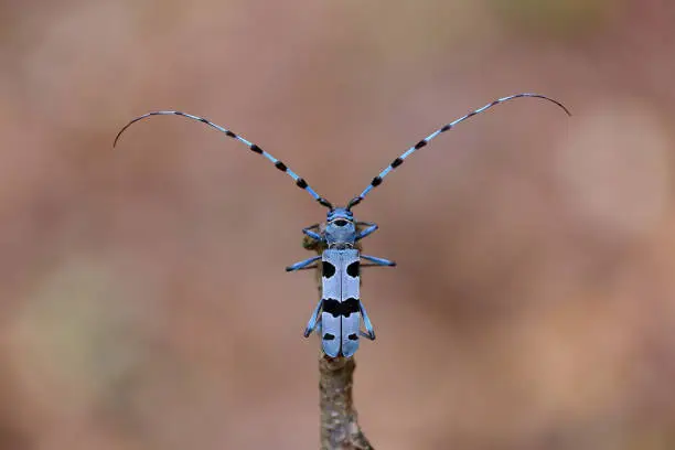 Photo of Alpine longhorn beetle sitting on branch in spring