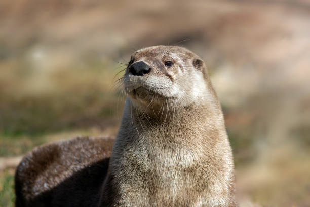 istock Adorable North American River Otter basks in morning sun 1308909853