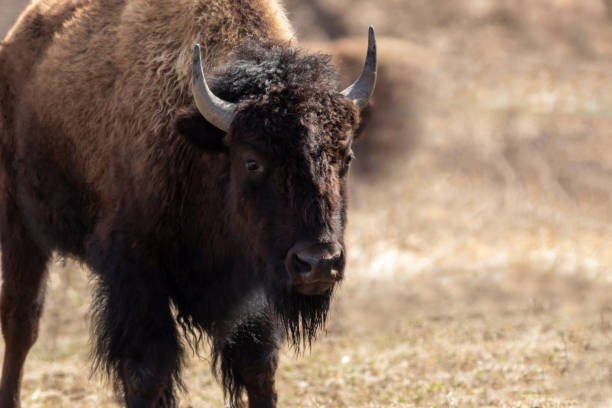 istock American Bison on a dry grassy field on an early spring morning 1308909866