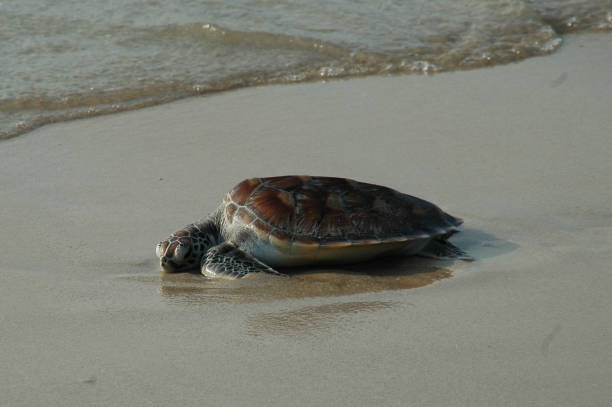 istock A Turtle on the Beach looking at the Beach 1308909966