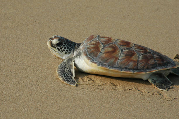 istock A Turtleon the Beach looking at the Sun 1308909977