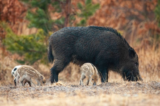istock Wild boar with piglets sniffing on field in autumn 1308909979
