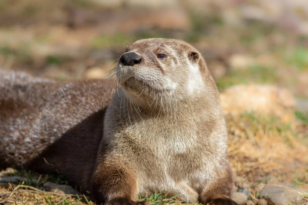 istock Adorable North American River Otter basks in morning sun 1308910015