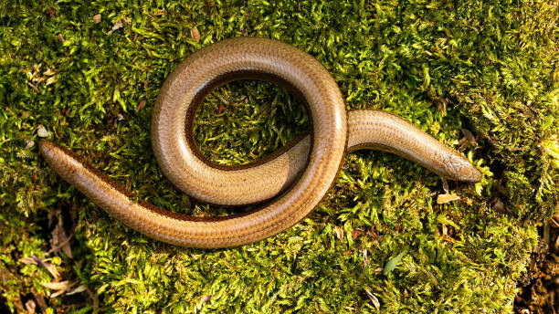 istock Slowworm twisted on mossed stone in sunlight from above 1308910072
