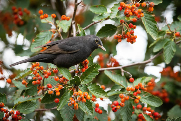 istock Common blackbird sitting on rowan in autumn nature 1308910968