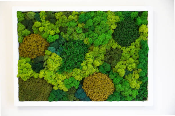 지속 가능한 인테리어 디자인과 천연 벽 장식을위한 여러 가지 빛깔의 보존 된 통조림 이끼, 안정화 된 이끼의 그림 - moss 뉴스 사진 이미지