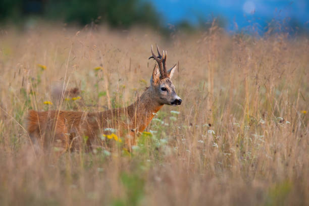 istock Roe deer walking in tall grass in summer nature 1308911307