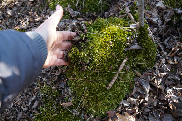 istock female hand touching green moss in the forest 1308911397