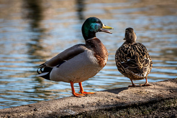 istock A Male and Female Mallard Duck 1308911456