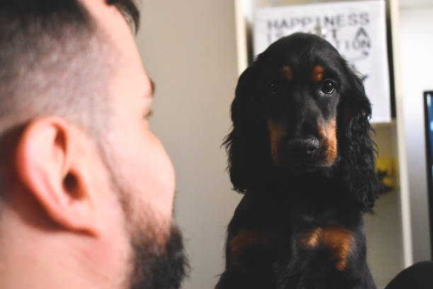 istock Man and a cute little dog indoors 1308912100