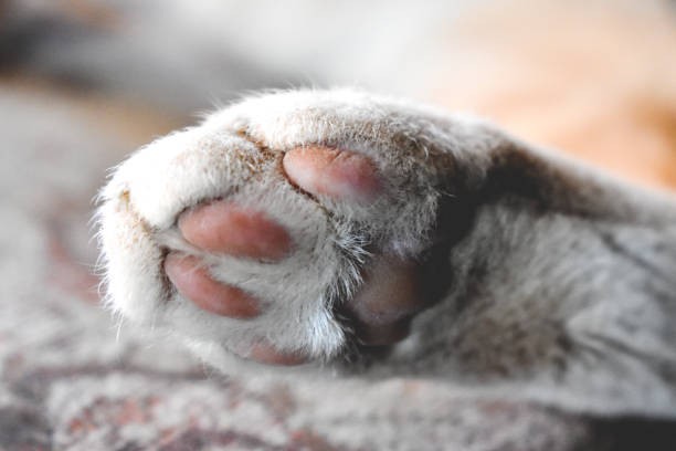 istock Gray cats paws close up 1308912124