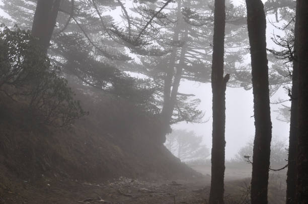 istock Pine trees forest covered with silvery fog 1308912292