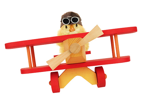 This is a chick, flying with wooden airplane.