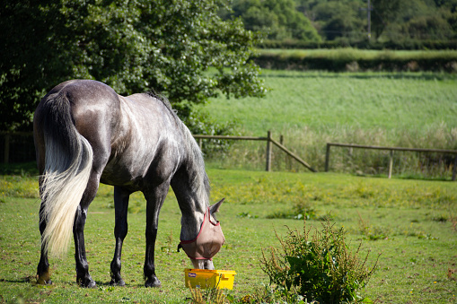 Beautiful grey horse enjoying a treat lick in field, enjoying the garlic flavour lick full of vitamins and minerals.