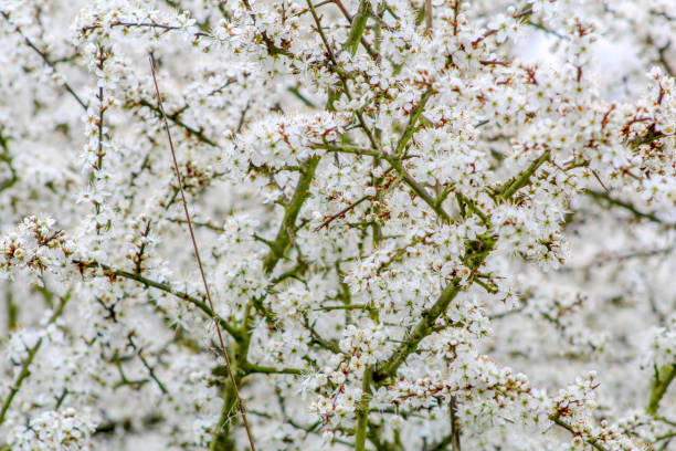 Blossoming tree stock photo