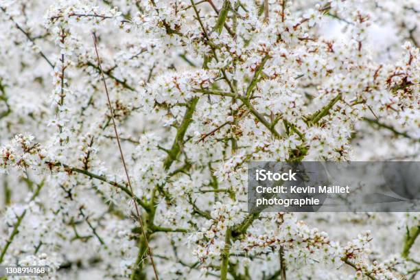 Blossoming Tree Stock Photo - Download Image Now - Backgrounds, Beauty, Blossom