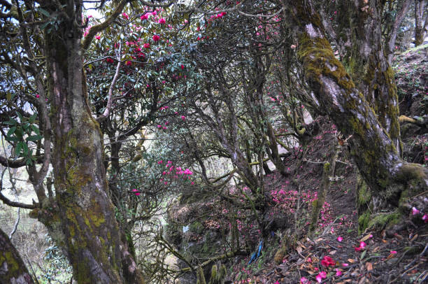 istock Virgin forest with bloomed red Rhododenron trees 1308915477