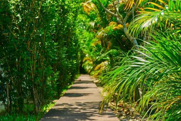 istock Walking path in the park through dense green plants undergrowth 1308916395