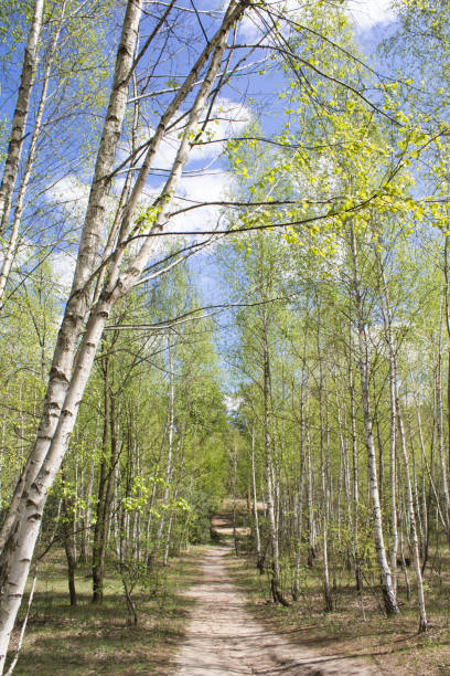 istock Beautiful view of the birch  forest in the spring day 1308916421