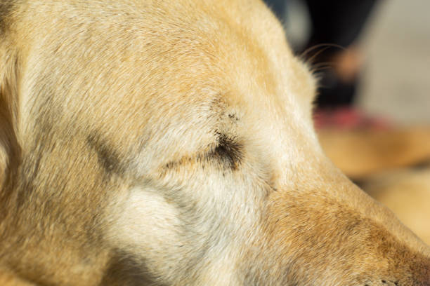 istock Close up old dog labrador with eyes closed 1308919068