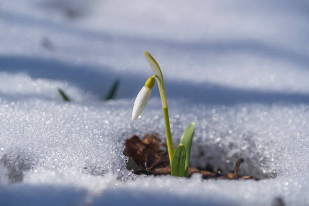 istock Beautiful first spring flower, close up. Spring snowdrops rising out from the white snow 1308919672