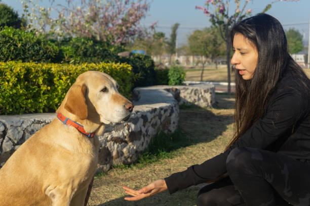 istock Woman talks to white labrador dog 1308920929