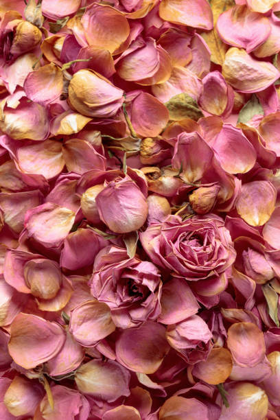 istock Dried rose flowers, petals, and leaves. 1308921110