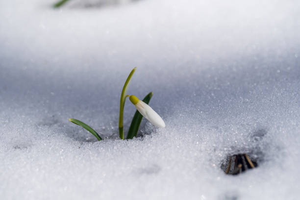 istock Beautiful first spring flower, close up. Spring snowdrops rising out from the white snow 1308922745