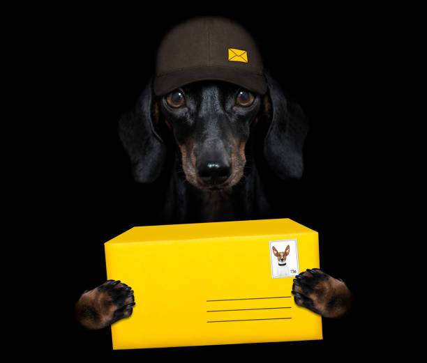 istock post delivery  dachshund  sausage dog 1308924072