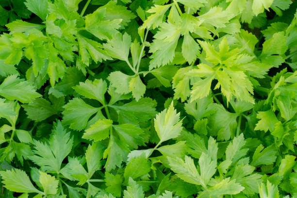 istock Celery plantation in the vegetable garden 1308927054