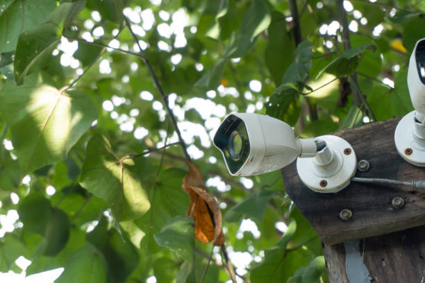 istock White CCTV installed on the tree which refer to harmony between technology and nature. CCTV hid on the tree to detect thief 1308927133