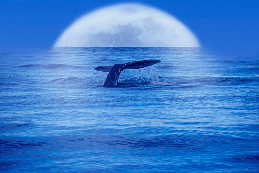 A whale tail in the ocean under the light of the moon