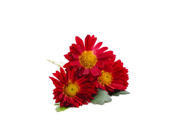 istock Three red chrysanthemums with green leaves. 1308928548