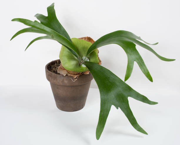 Staghorn Fern with New Green Sterile Shield Staghorn Fern with new green, sterile shield & large fronds growing in brown clay pot. polypodiaceae stock pictures, royalty-free photos & images
