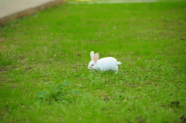 Cute rabbit in front of white brick wall.